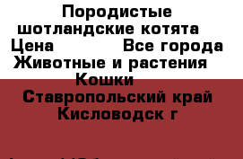 Породистые шотландские котята. › Цена ­ 5 000 - Все города Животные и растения » Кошки   . Ставропольский край,Кисловодск г.